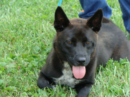 Main Photo of this Dog