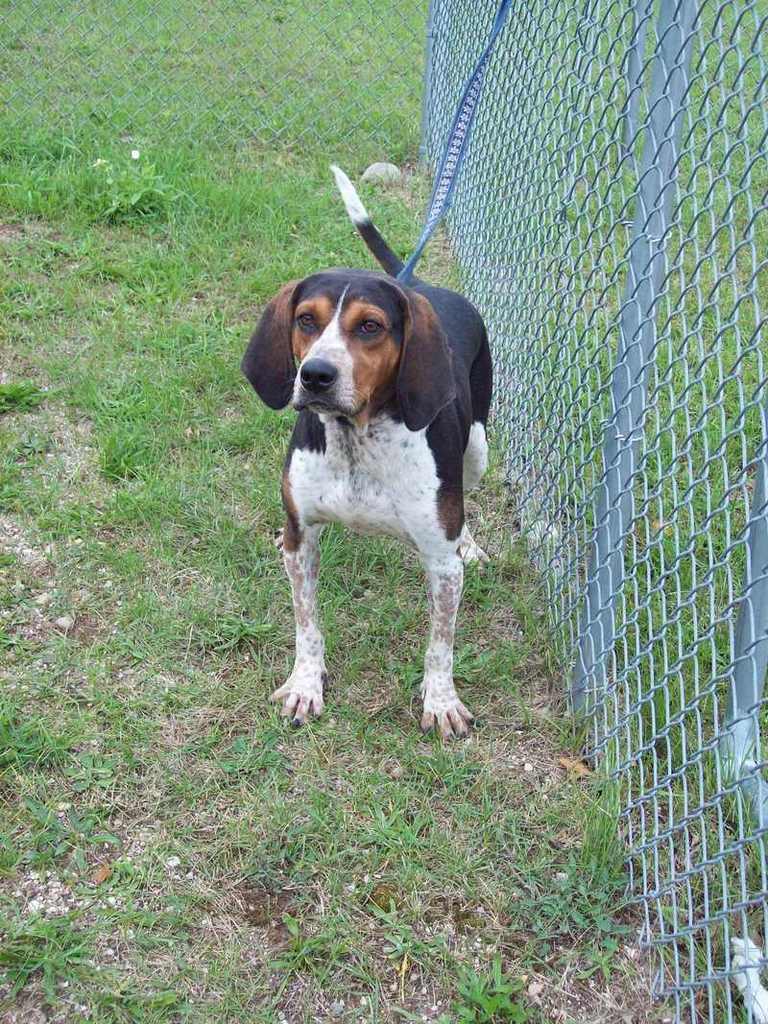 Other Photos of thie Dog