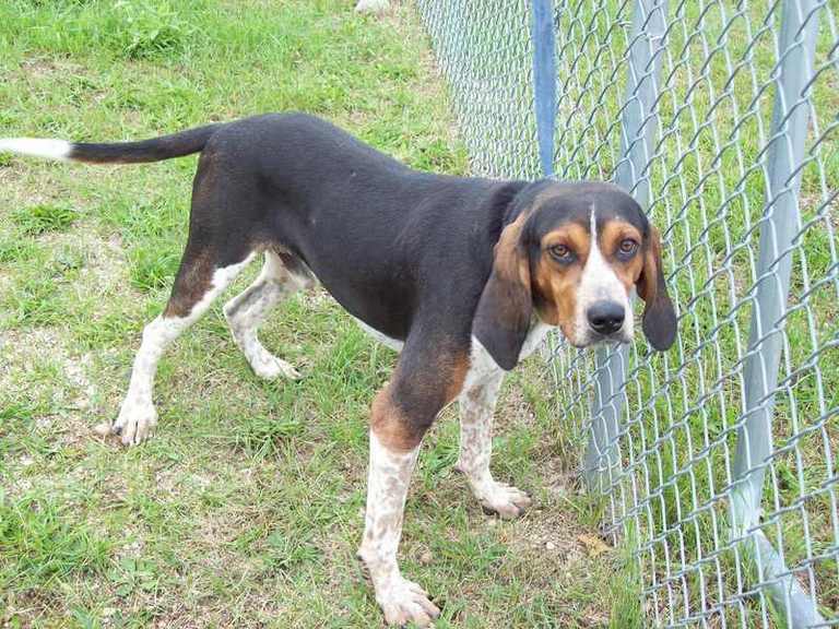 Other Photos of thie Dog
