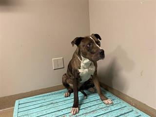 Main Photo of this Dog