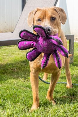 Other Photos of thie Dog