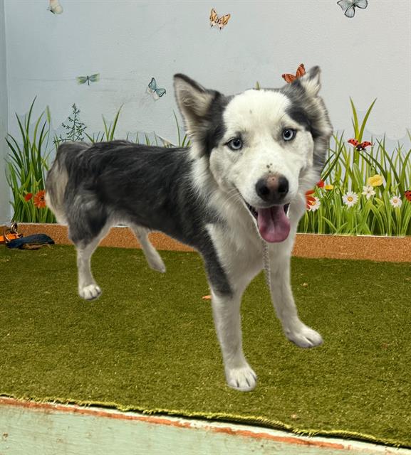 Main Photo of this Dog