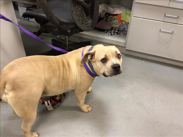 Main Photo of this Dog