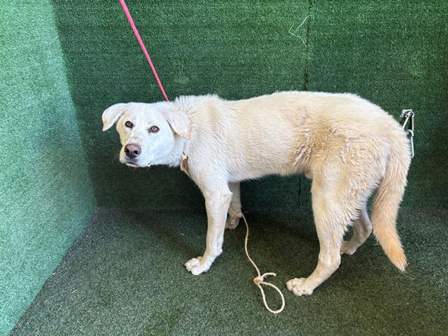 Main Photo of this Dog