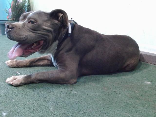 Other Photos of thie Dog