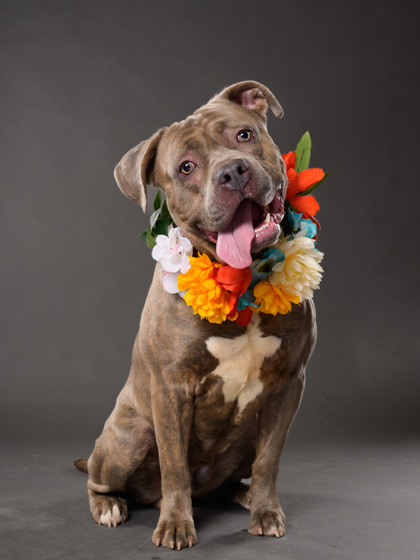 Cogsworth, a Labrador Retriever, available for adoption