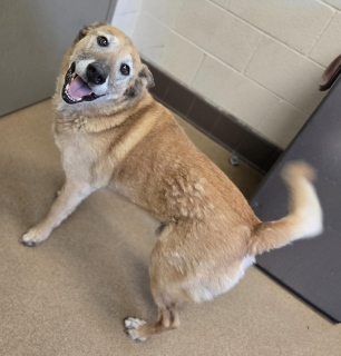 Other Photos of thie Dog