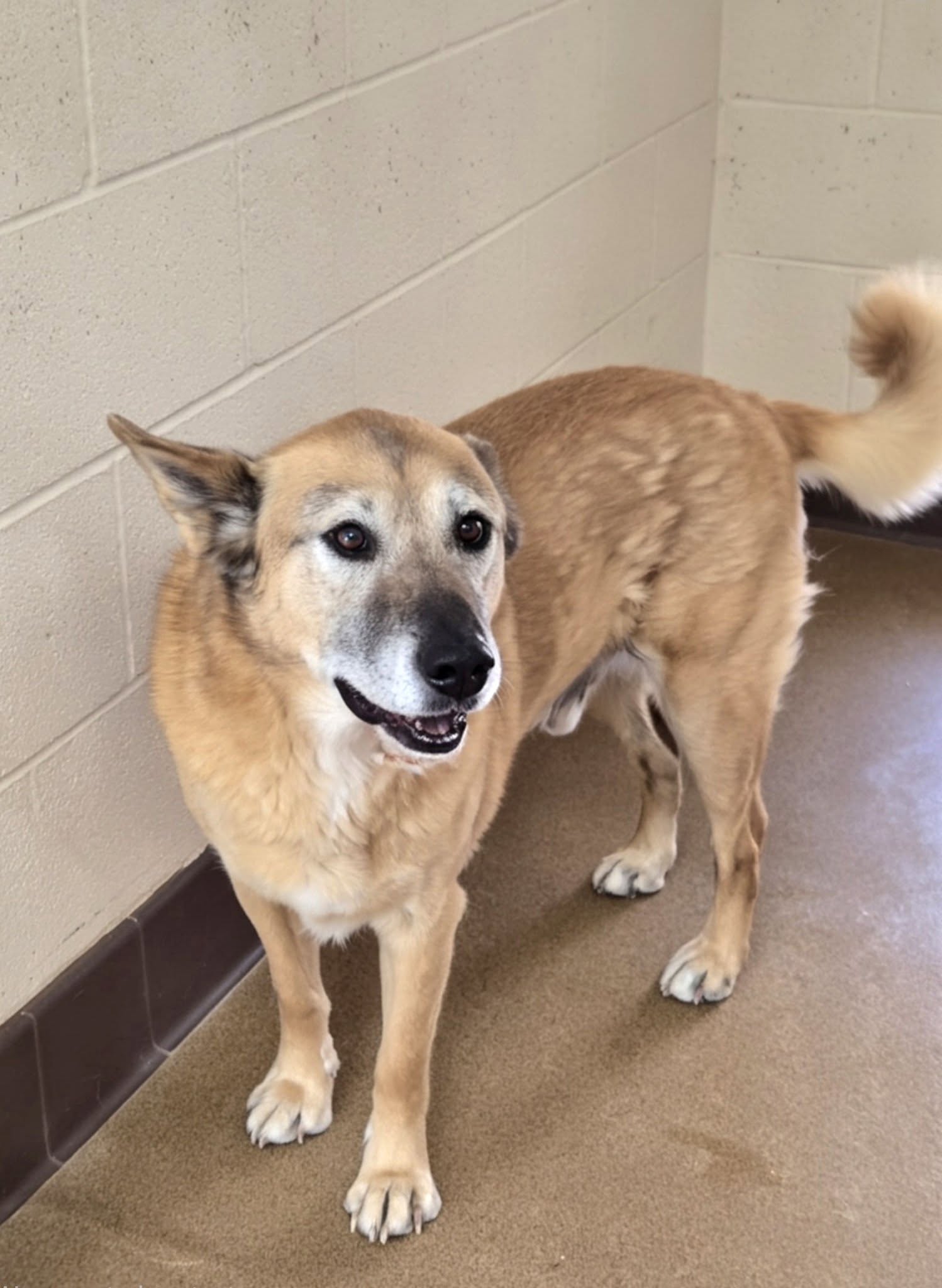 Ricky, a Shepherd (mix breed), available for adoption
