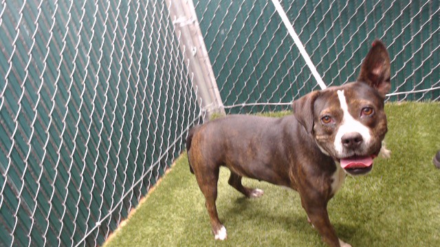 Other Photos of thie Dog