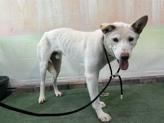 Other Photos of thie Dog