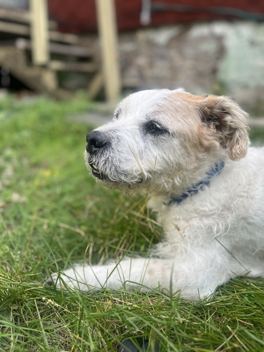 Other Photos of thie Dog
