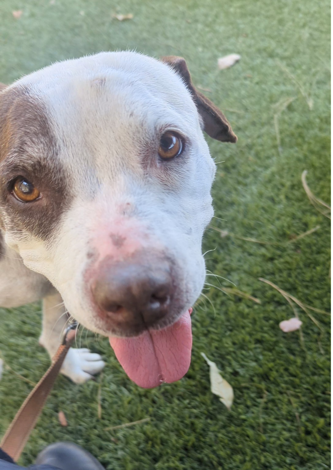 Fatu, a Pit Bull Terrier, available for adoption