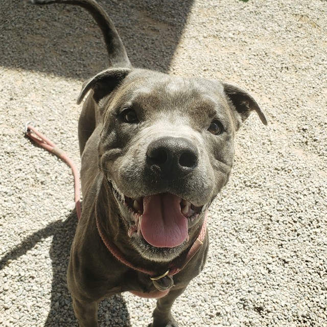 Shale, a Pit Bull Terrier, available for adoption