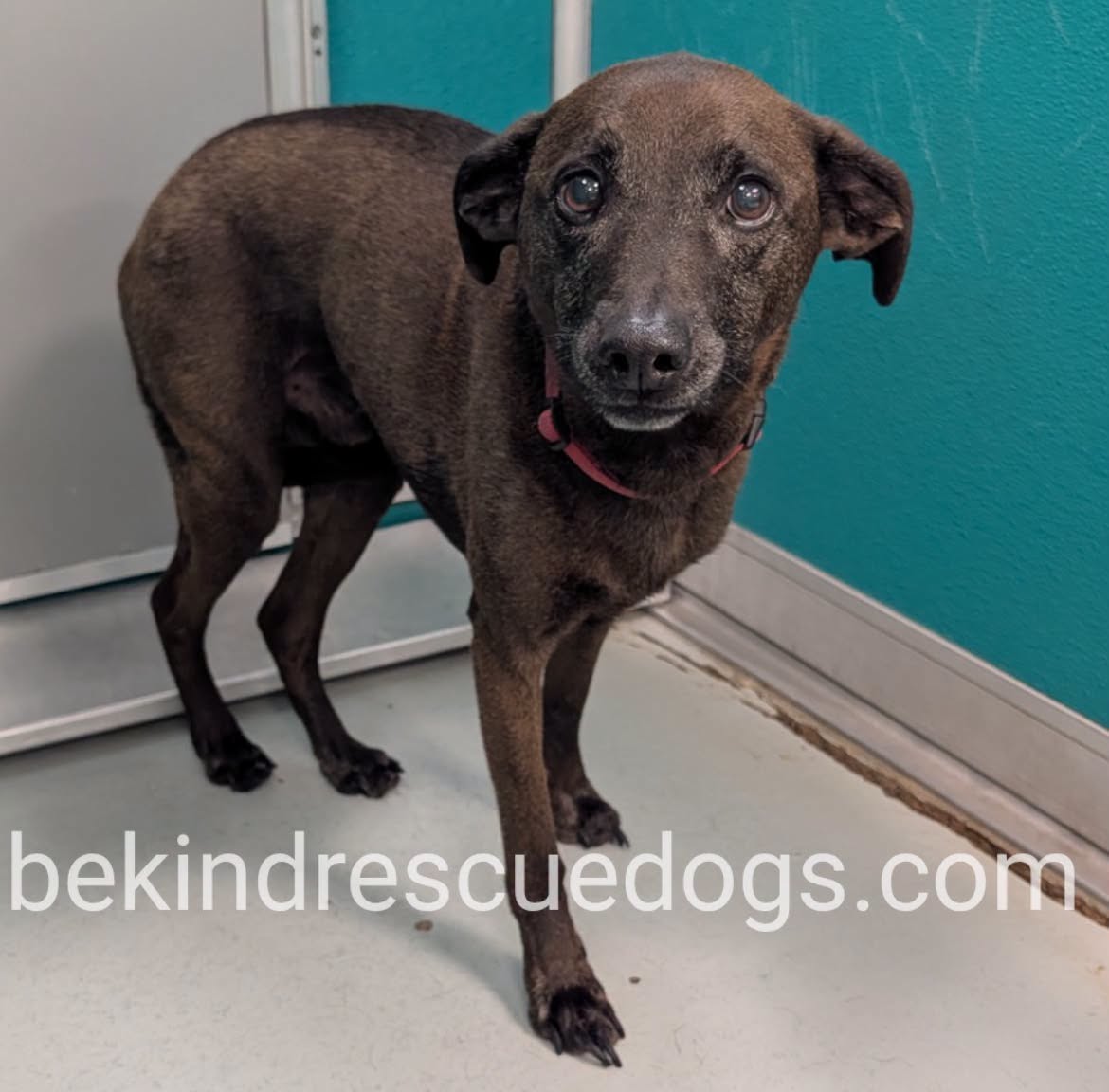 A478168, a Labrador Retriever, available for adoption