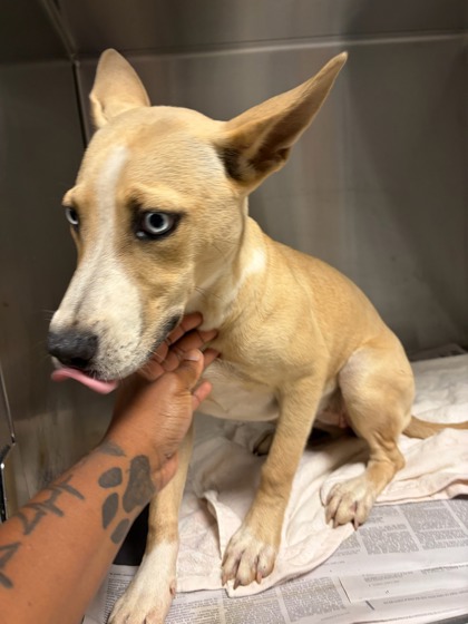Foxy Roxie, a Terrier, available for adoption