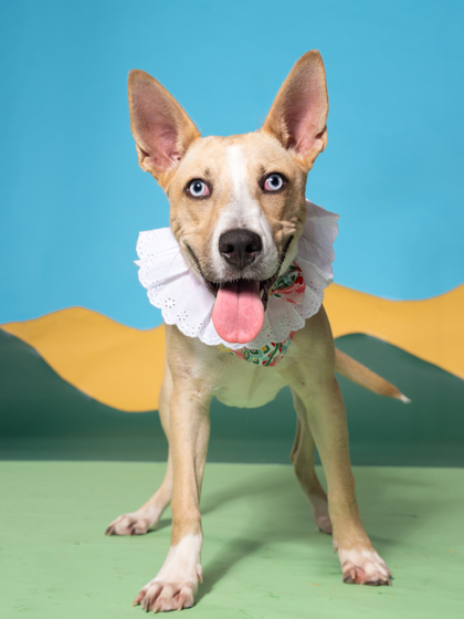 Foxy Roxie, a Terrier, available for adoption