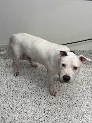 Elijah, a Terrier, available for adoption