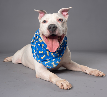 Elijah, a Terrier, available for adoption