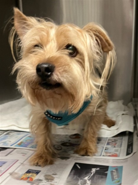 Louis, a Yorkshire Terrier Yorkie, available for adoption
