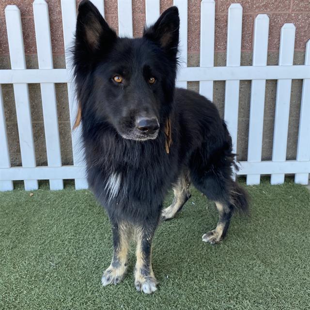 Walter, a German Shepherd, available for adoption