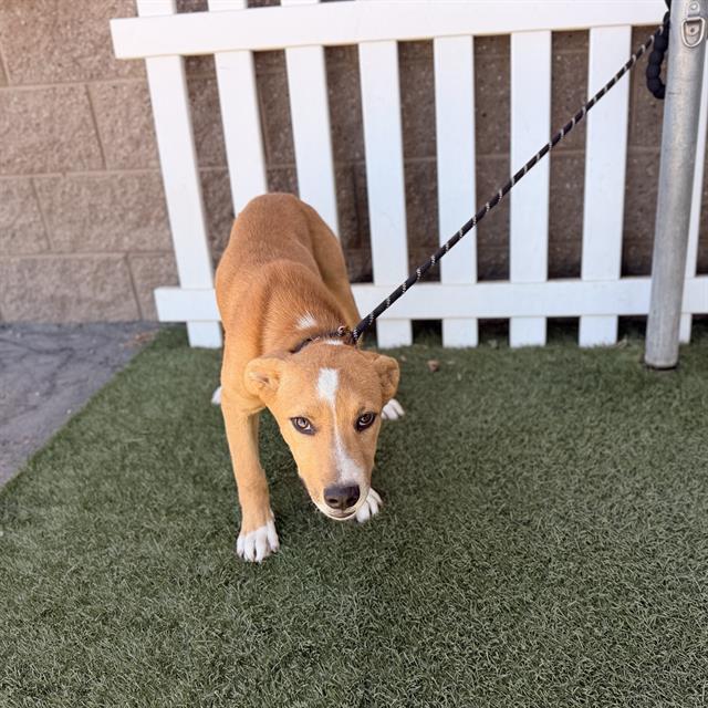 Mason, a German Shepherd, available for adoption