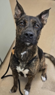 Dusty, a Dutch Shepherd (mix breed), available for adoption