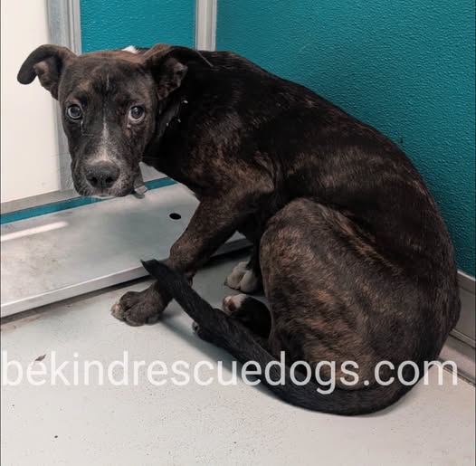 A478292, a Pit Bull Terrier, available for adoption