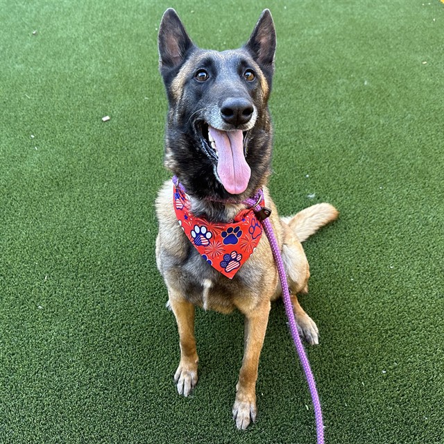 Shalla, a Belgian Shepherd Malinois, available for adoption
