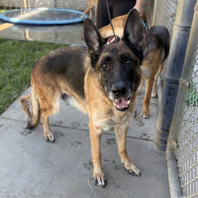 Lana, a German Shepherd, available for adoption