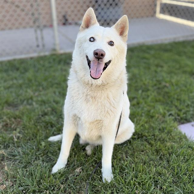 Sol, a German Shepherd, available for adoption