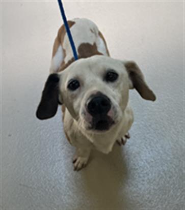 Wishbone, a Corgi (mix breed), available for adoption