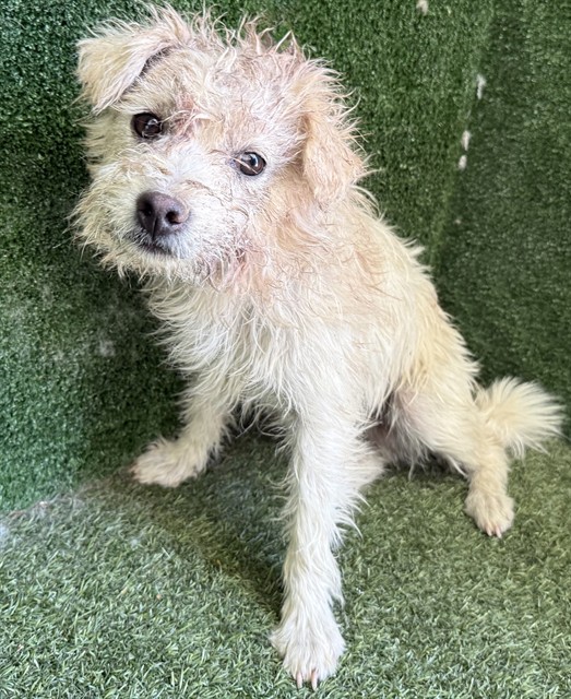 A5792733, a Poodle, available for adoption