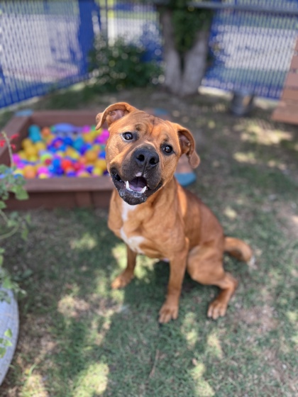Hanson, a Pit Bull Terrier (mix breed), available for adoption
