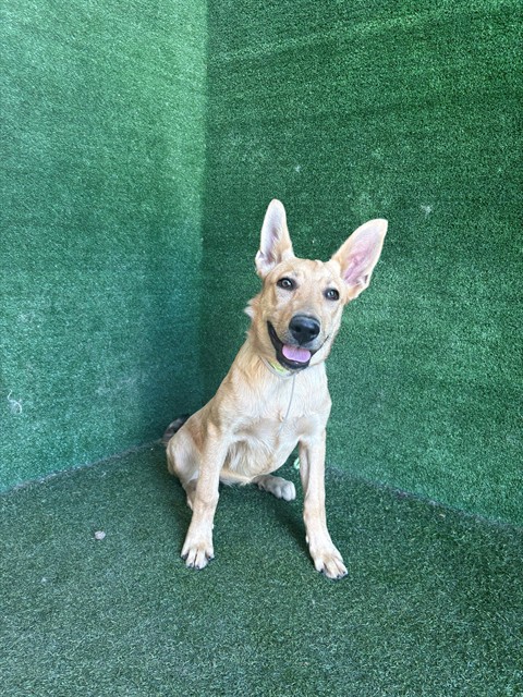 Shadow, a German Shepherd, available for adoption