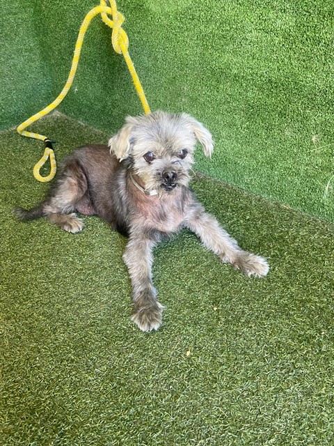 A5793300, a Poodle, available for adoption