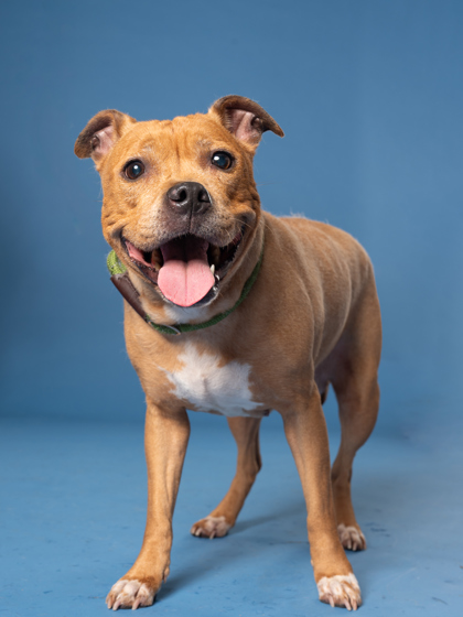 Ohara, a American Staffordshire Terrier (mix breed), available for adoption