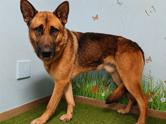 A5792712, a German Shepherd, available for adoption
