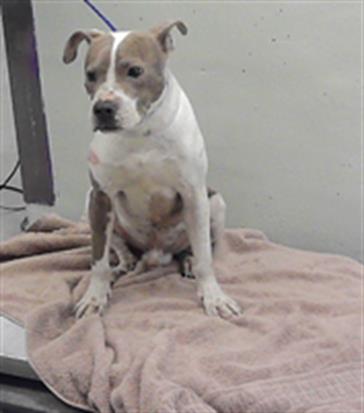 A2089680, a Staffordshire Bull Terrier (mix breed), available for adoption