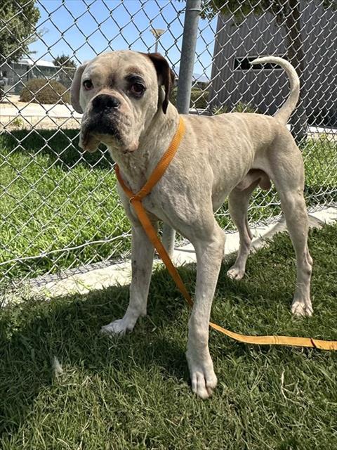 Adoptable pet photo