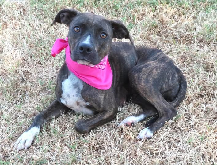 Adoptable pet photo