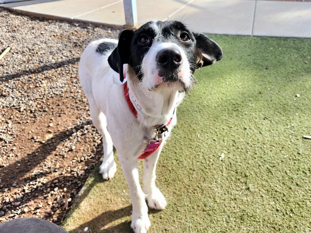 Adoptable pet photo