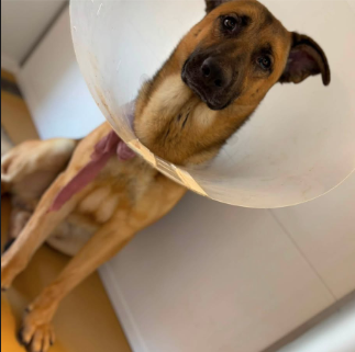 Adoptable pet photo