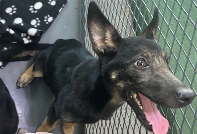 Adoptable pet photo
