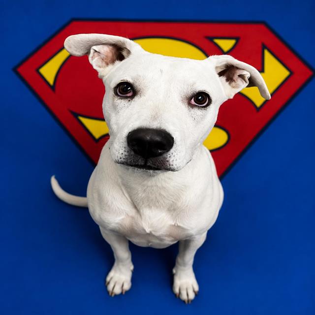 Adoptable pet photo