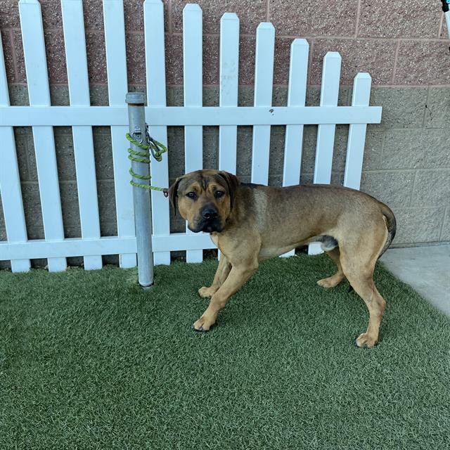 Adoptable pet photo