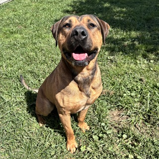 Copper, a Pit Bull Terrier, available for adoption