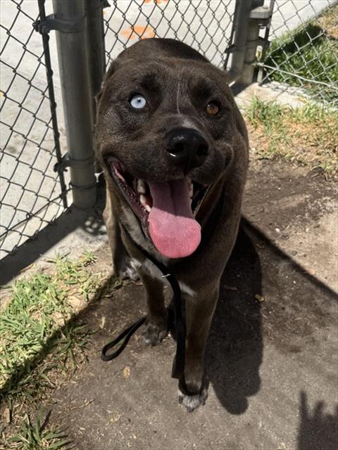 Adoptable pet photo