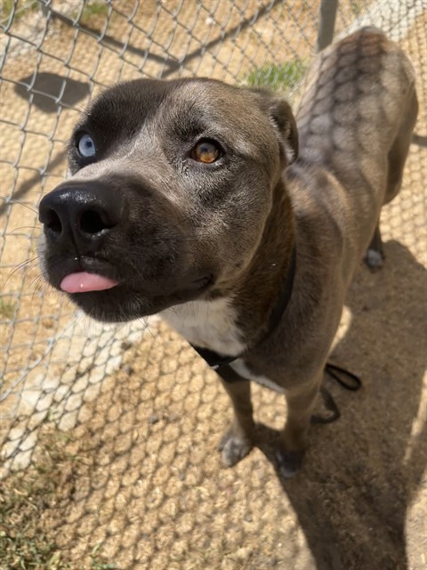 Other Photos of thie Dog