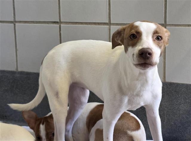 Terrier (mix breed) available for adoption