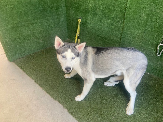 Montague, a Siberian Husky, available for adoption